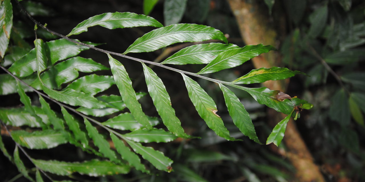 Asplenium atrovirens