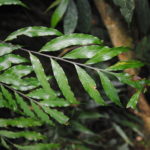 Asplenium atrovirens