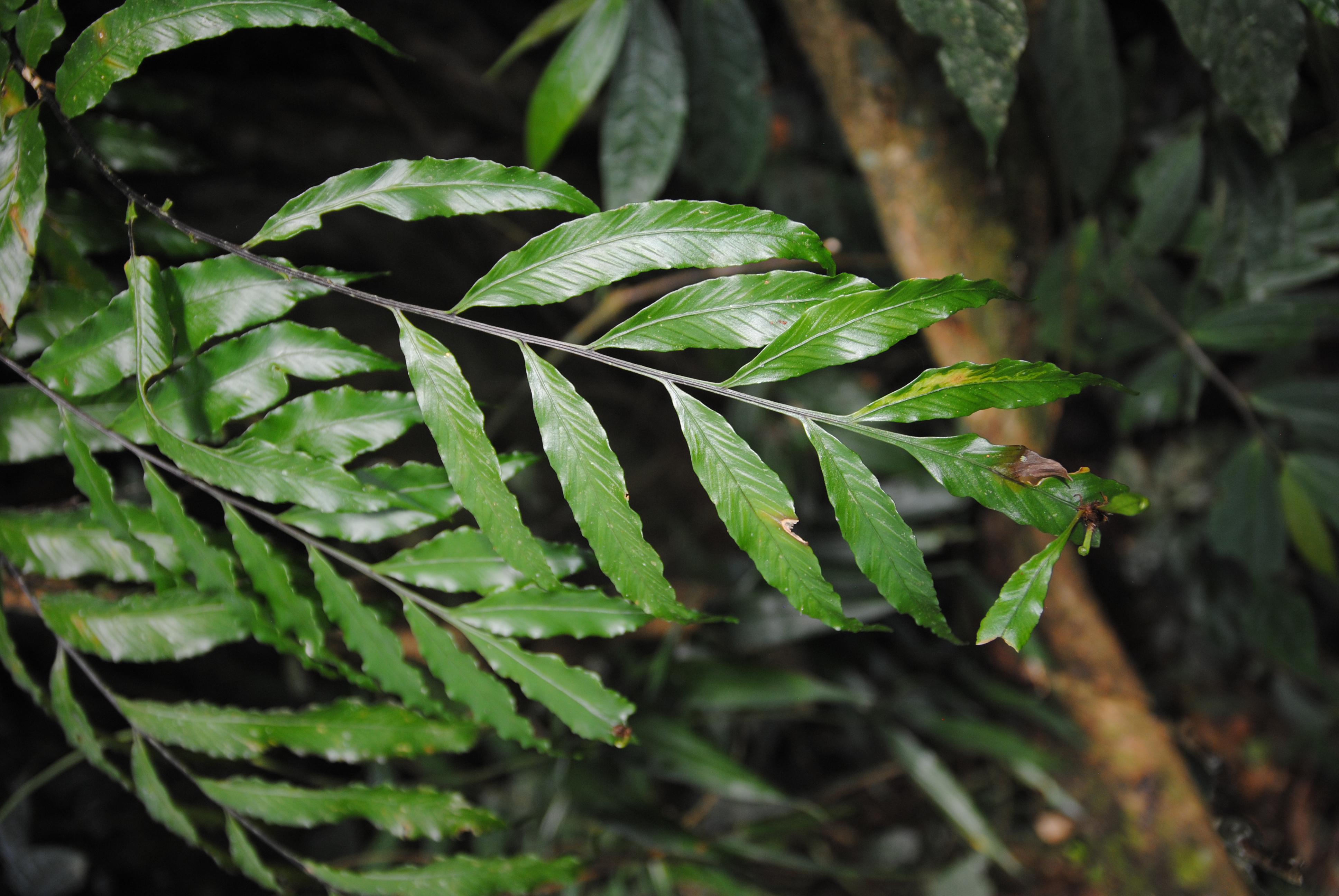 Asplenium atrovirens