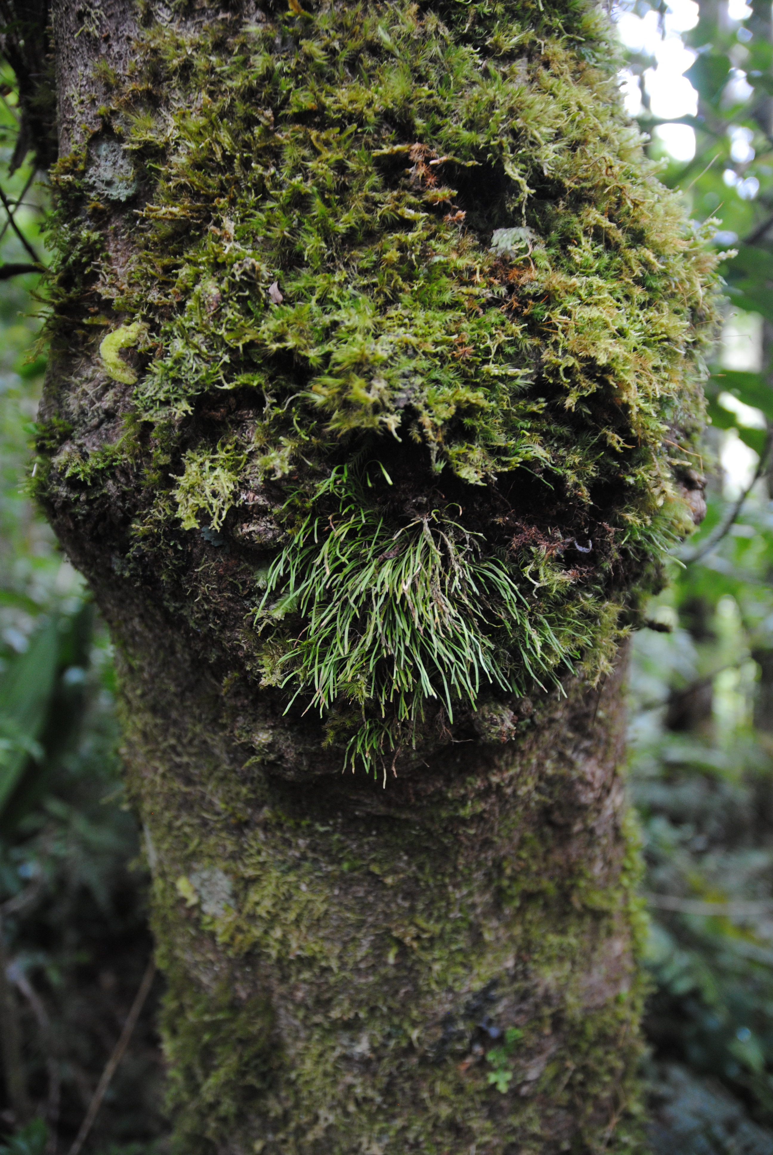 Vaginularia acrocarpa