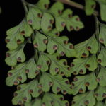 Leucostegia truncata