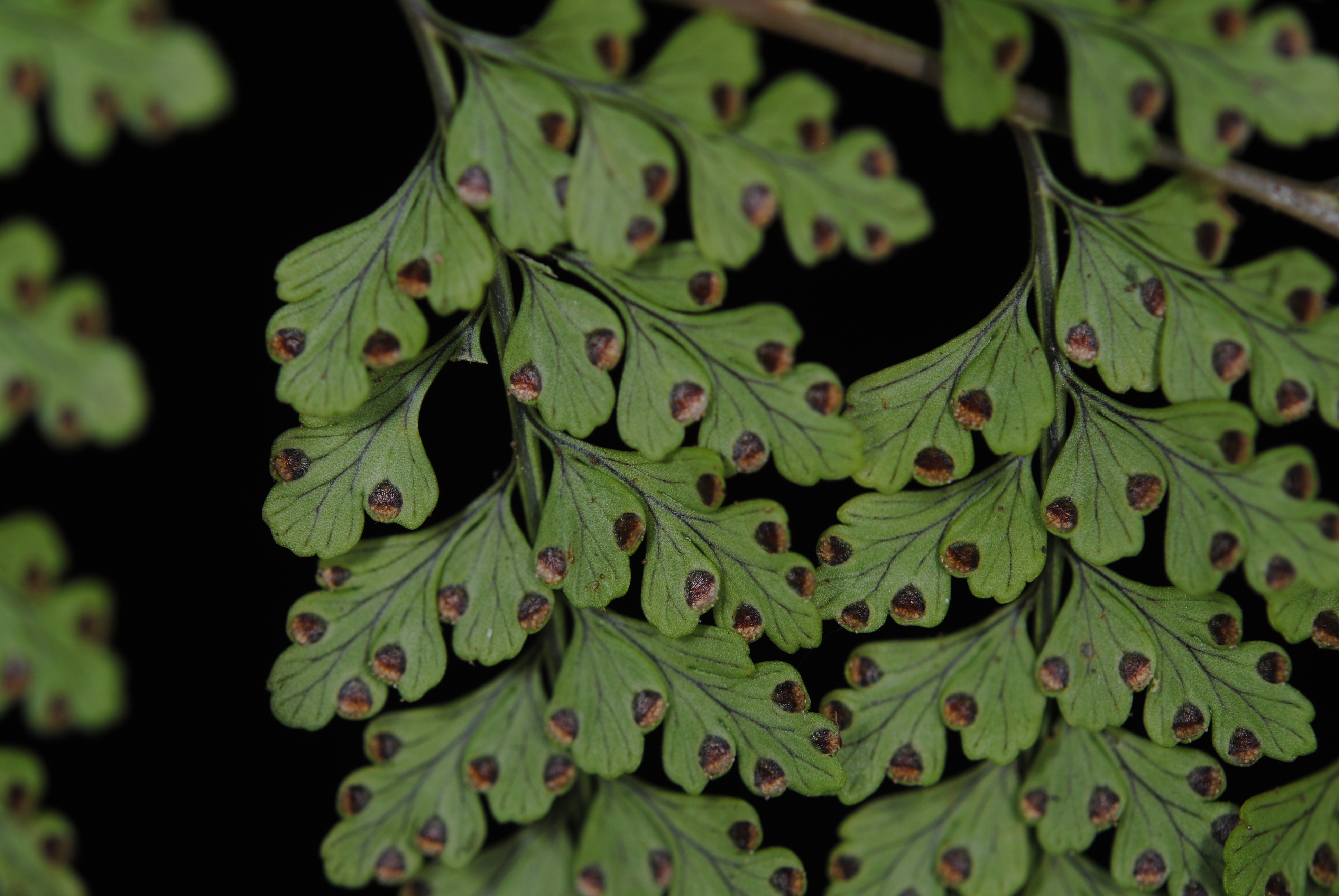 Leucostegia truncata