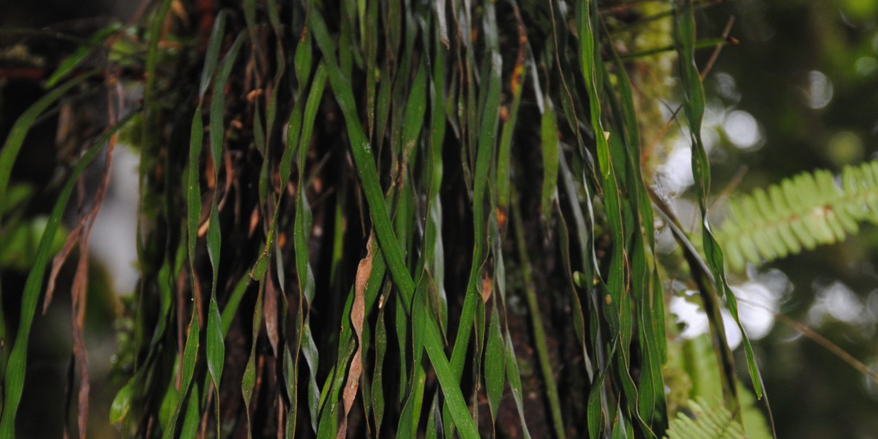 Haplopteris elongata