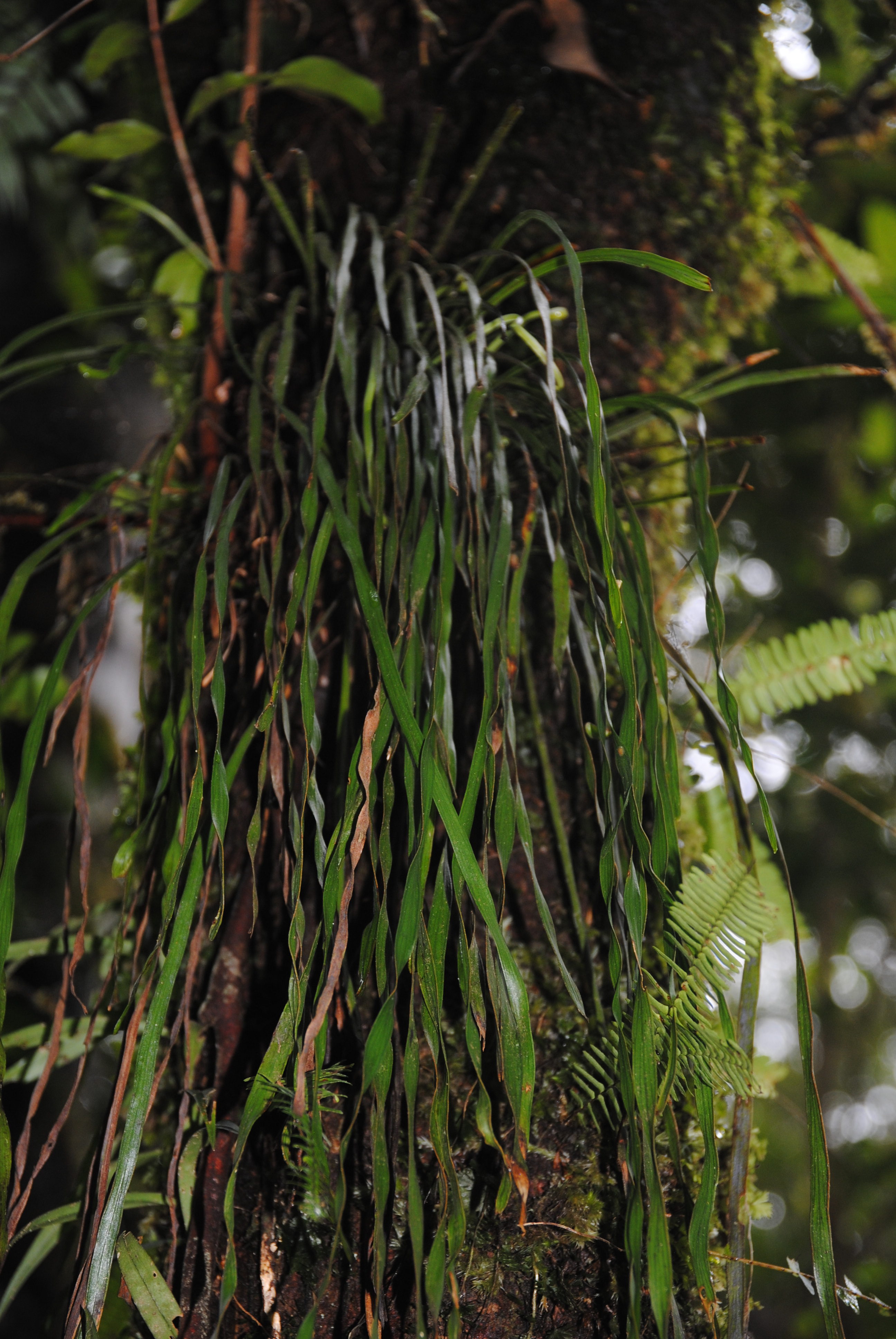 Haplopteris elongata