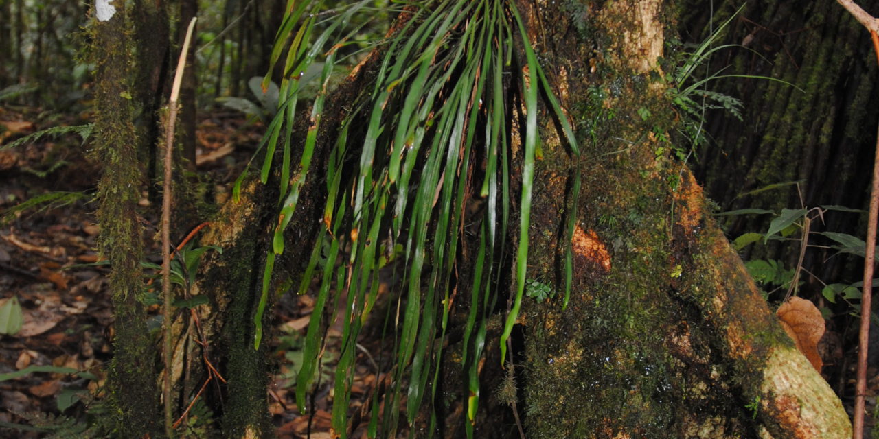 Haplopteris elongata