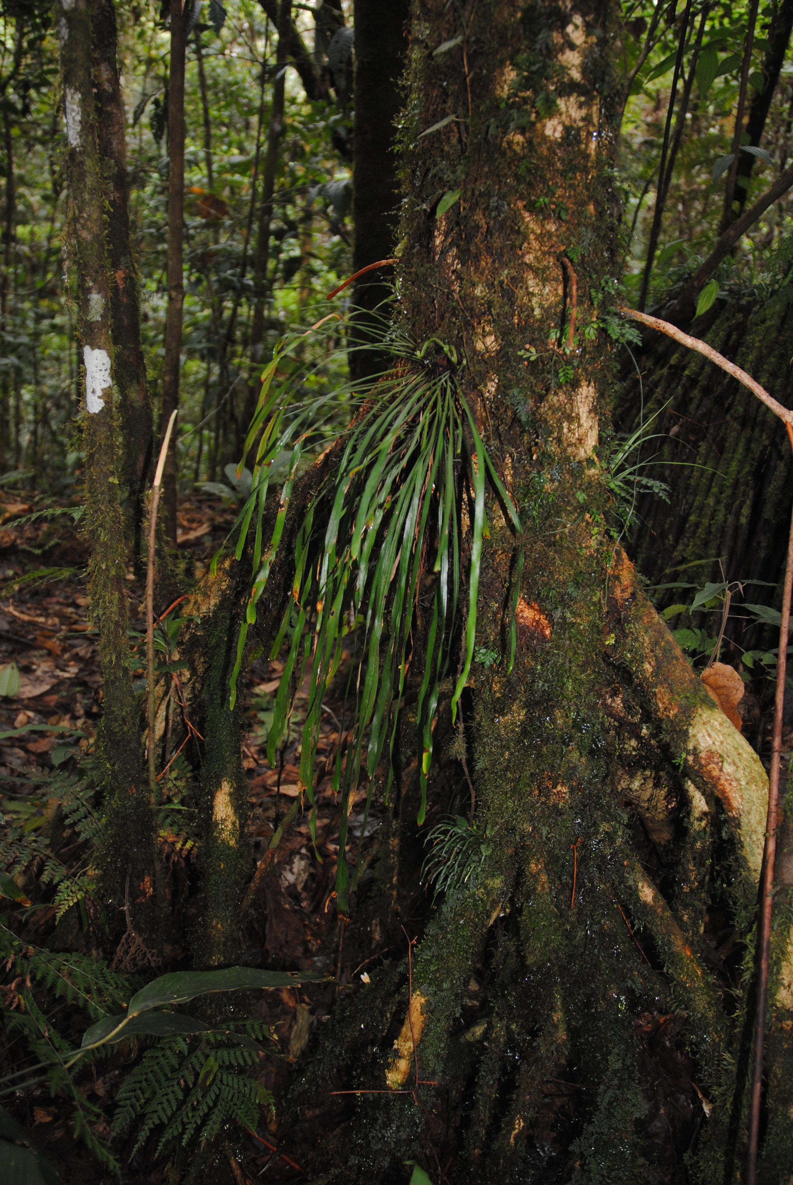 Haplopteris elongata