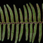 Pteris mertensioides