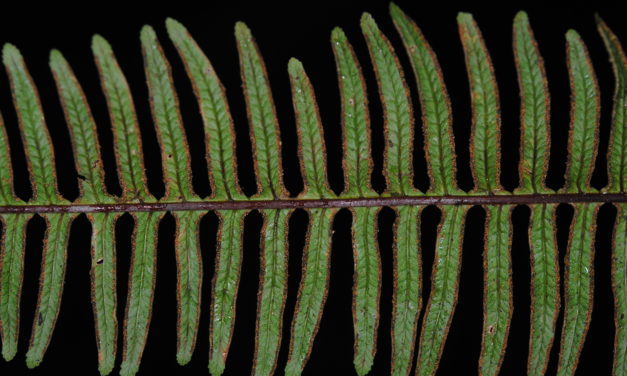 Pteris mertensioides