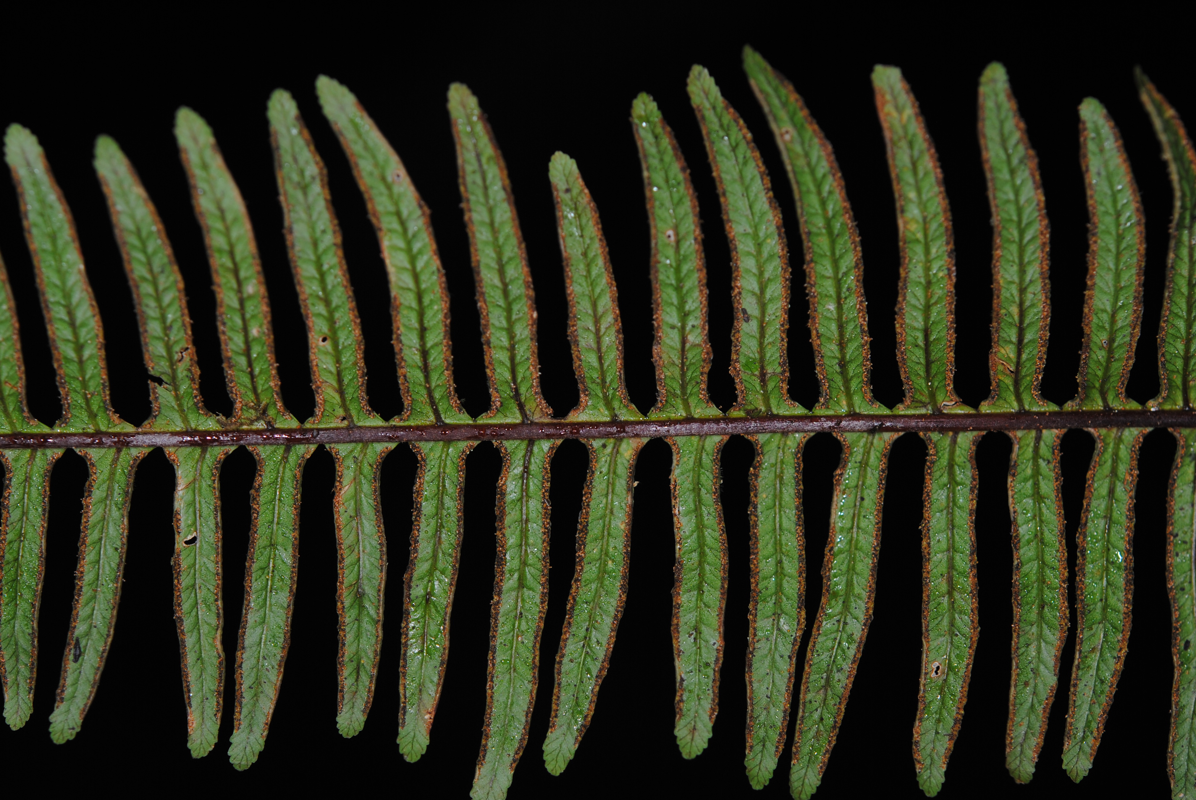 Pteris mertensioides