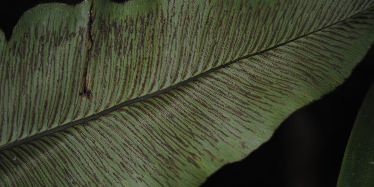 Diplazium cordifolium