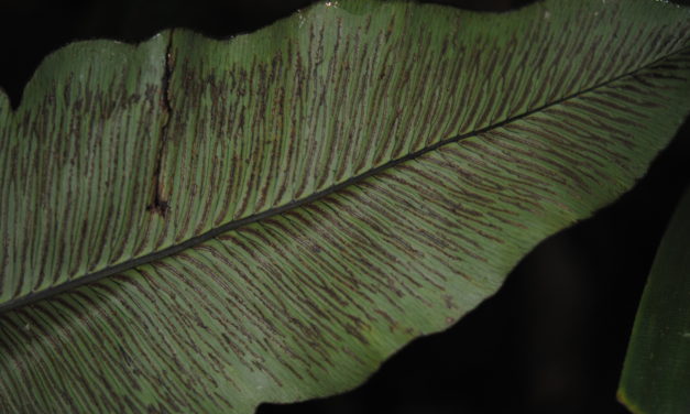 Diplazium cordifolium