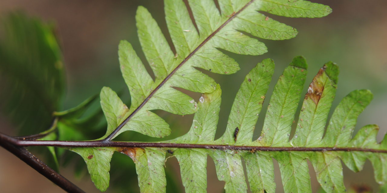 Pteris amoena subsp. firma