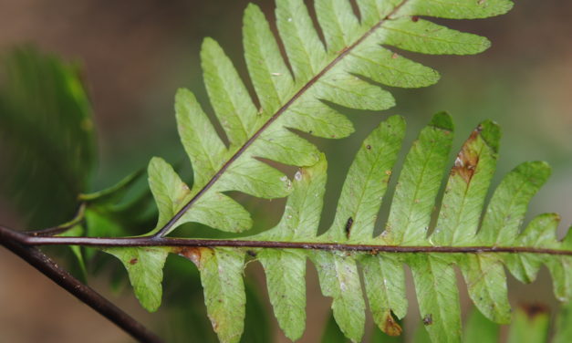 Pteris amoena subsp. firma