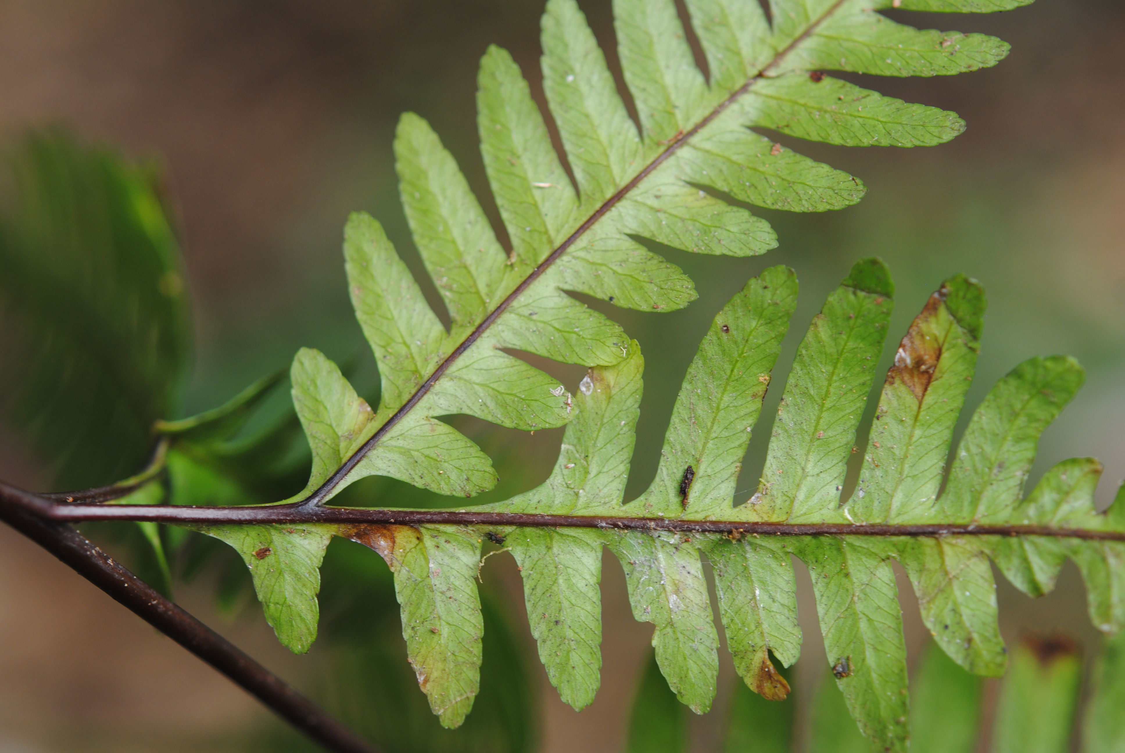 Pteris amoena subsp. firma