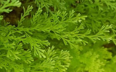 Polyphlebium angustatum