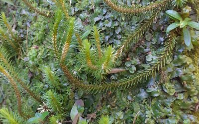 Phlegmariurus christii