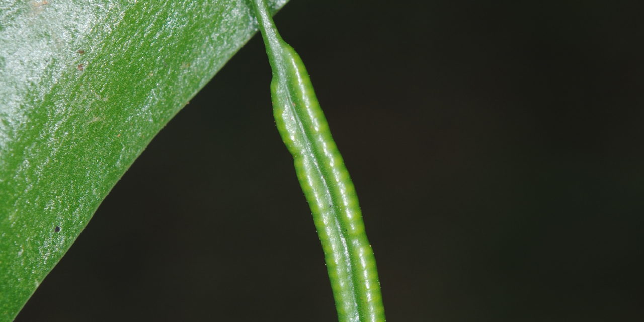 Ophioderma falcata