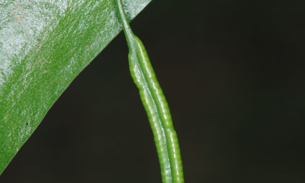 Ophioderma falcata