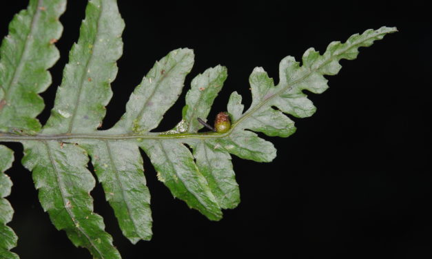 Bolbitis quoyana