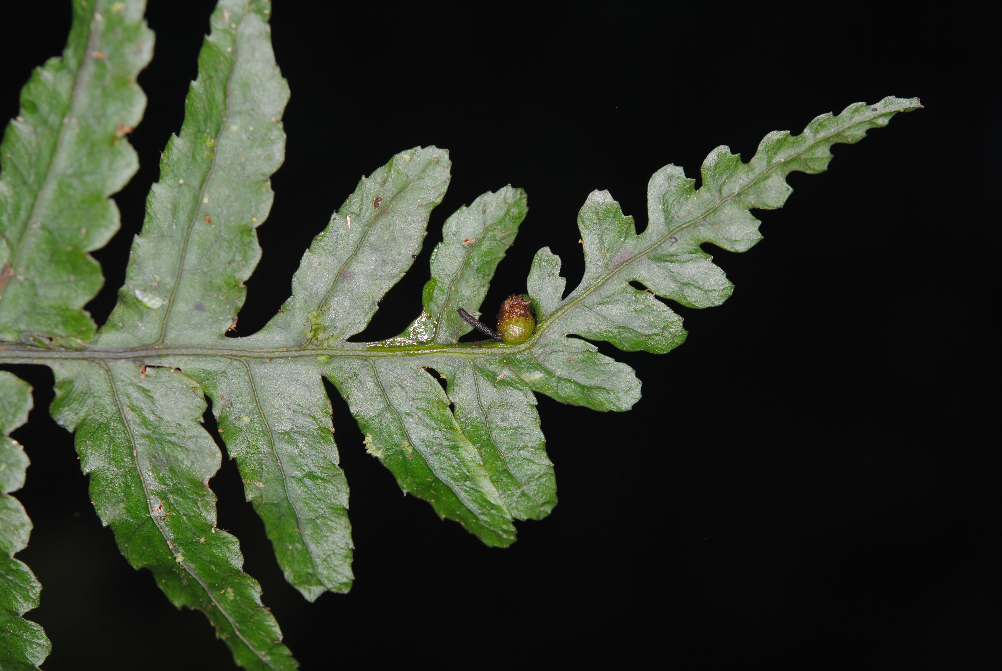 Bolbitis quoyana