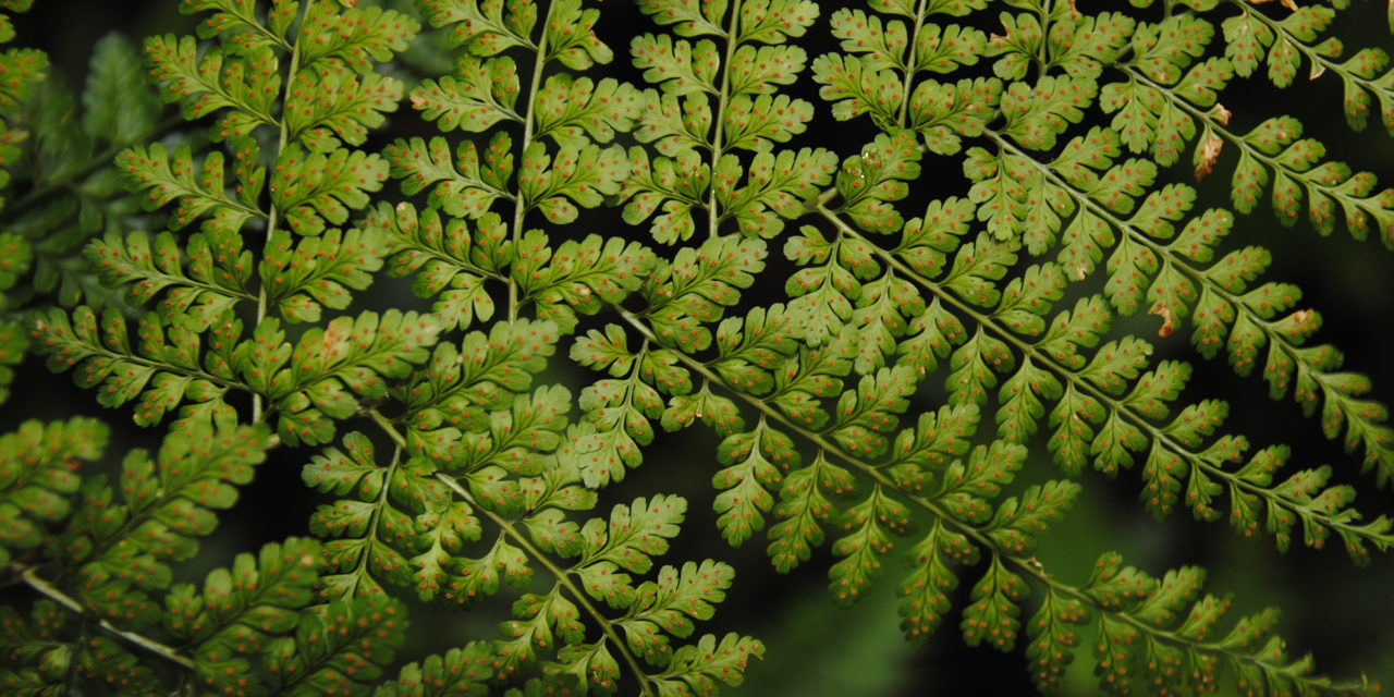 Dryopteris hasseltii