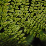 Dryopteris hasseltii