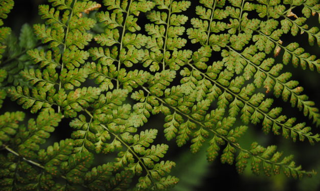 Dryopteris hasseltii