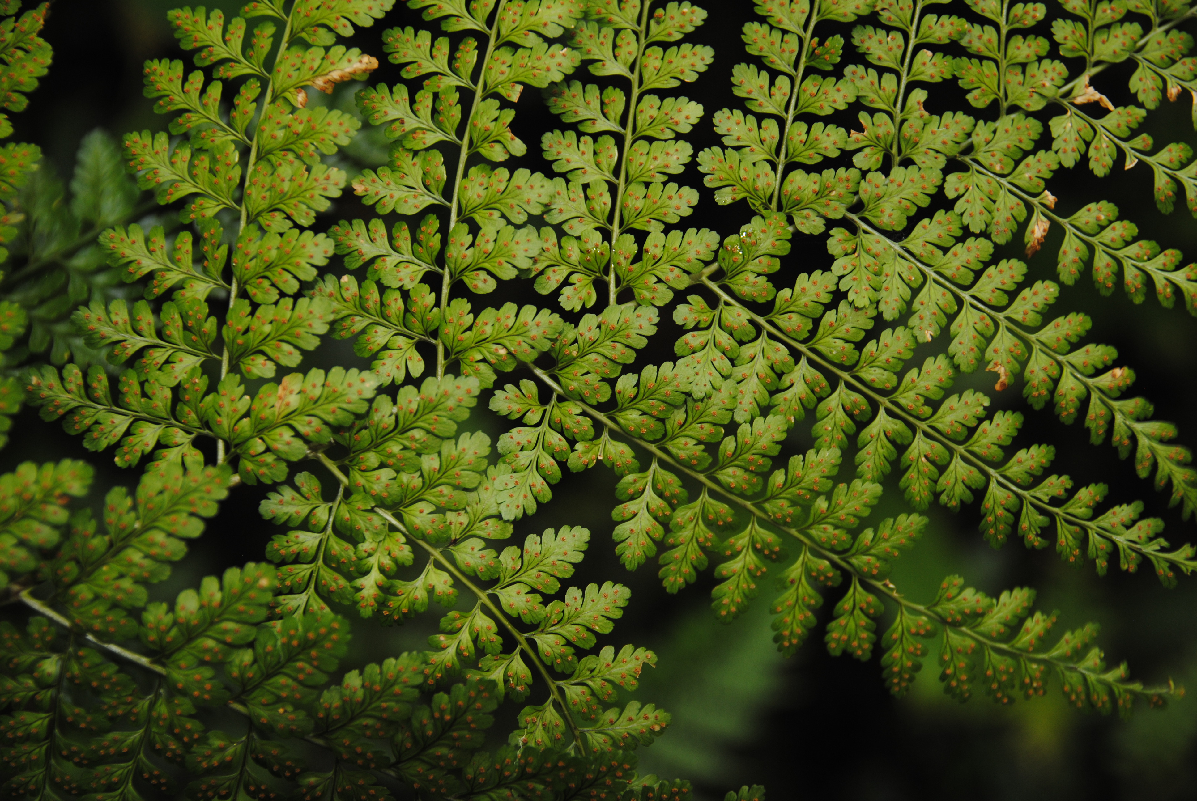 Dryopteris hasseltii