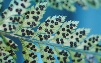 Arachniodes aristata