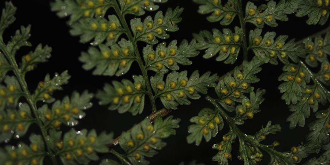 Dryopteris subarborea