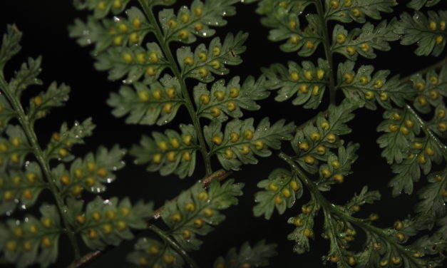 Dryopteris subarborea