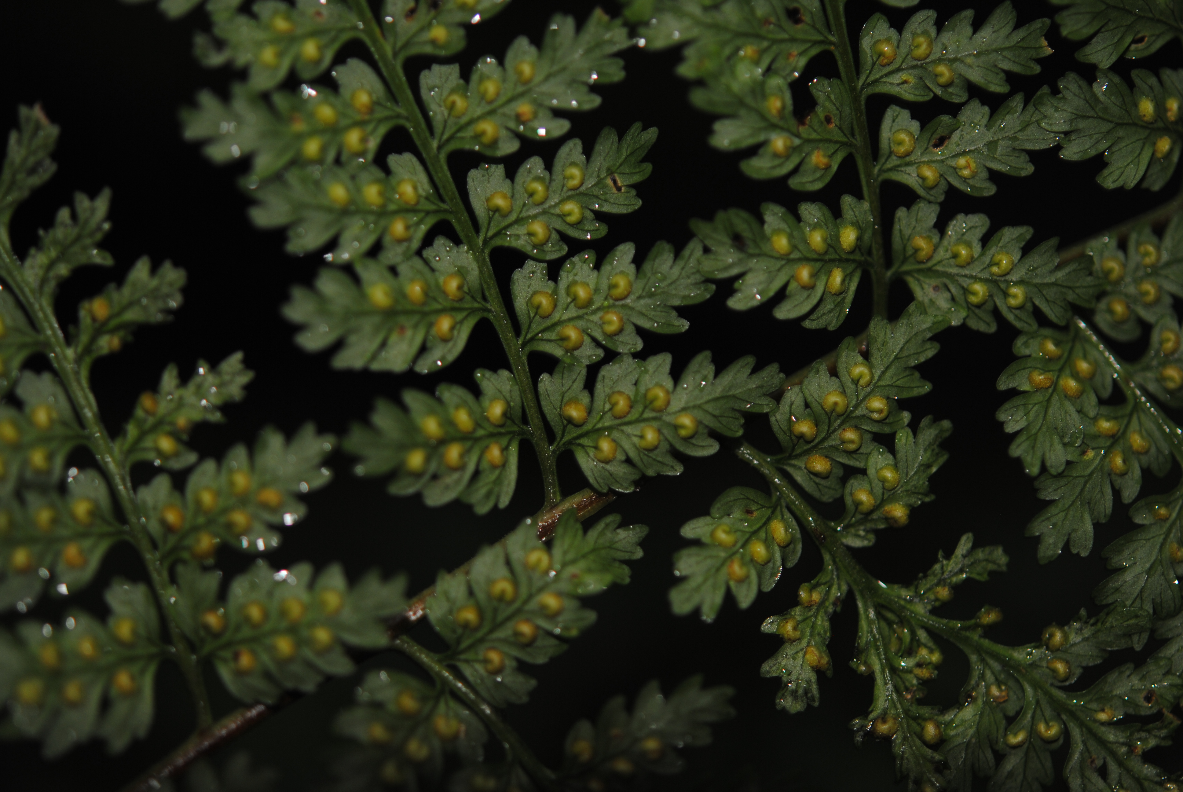 Dryopteris subarborea