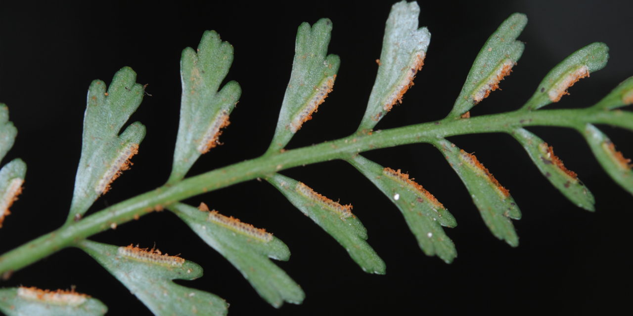 Asplenium bipinnatifidum