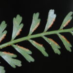 Asplenium bipinnatifidum