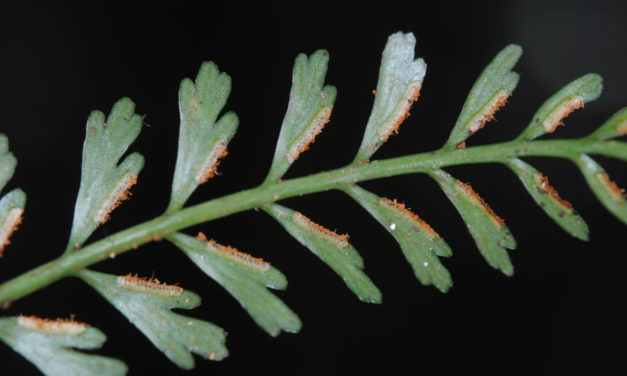 Asplenium bipinnatifidum