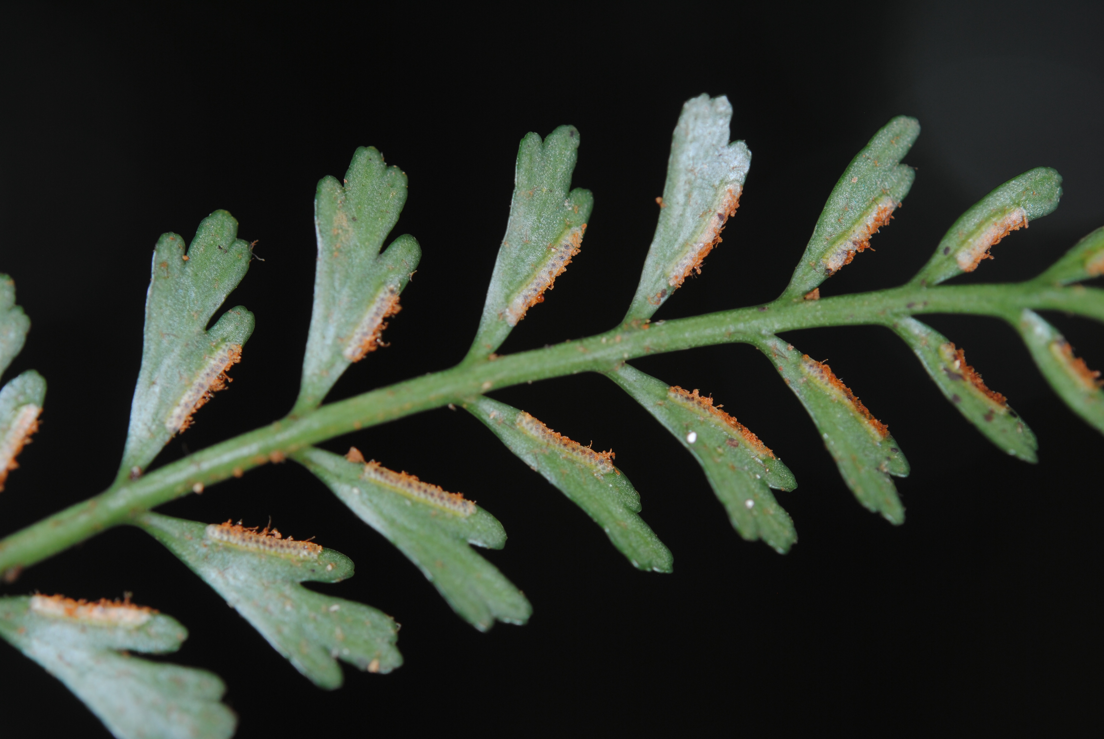 Asplenium bipinnatifidum