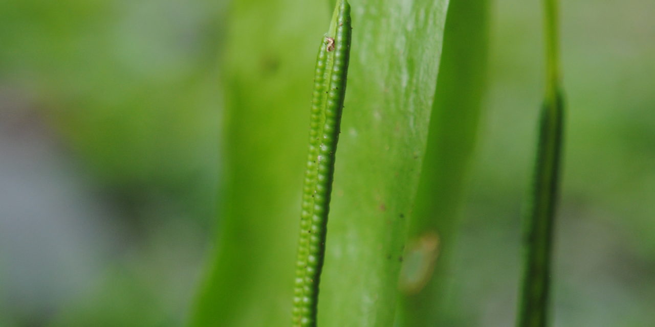 Ophioderma pendula