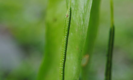 Ophioderma pendula