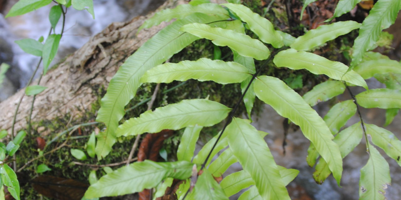 Asplenium subemarginatum