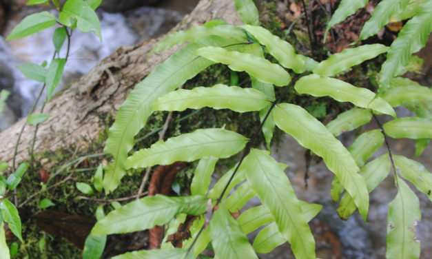 Asplenium subemarginatum