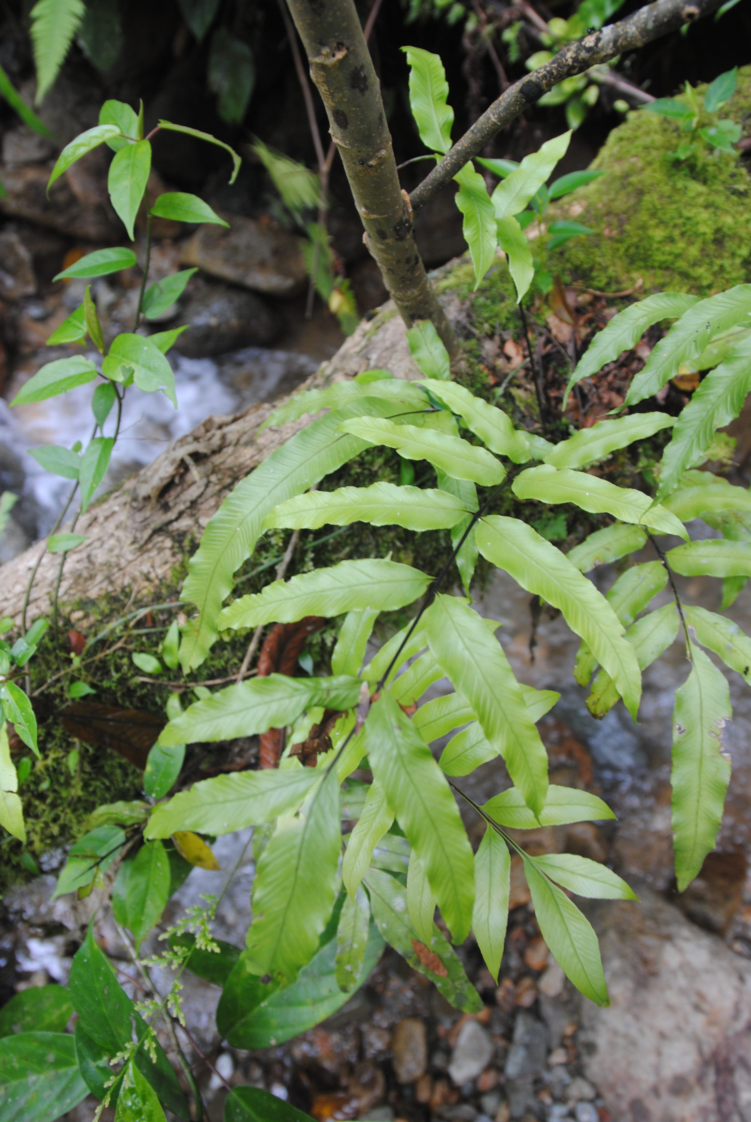 Asplenium subemarginatum