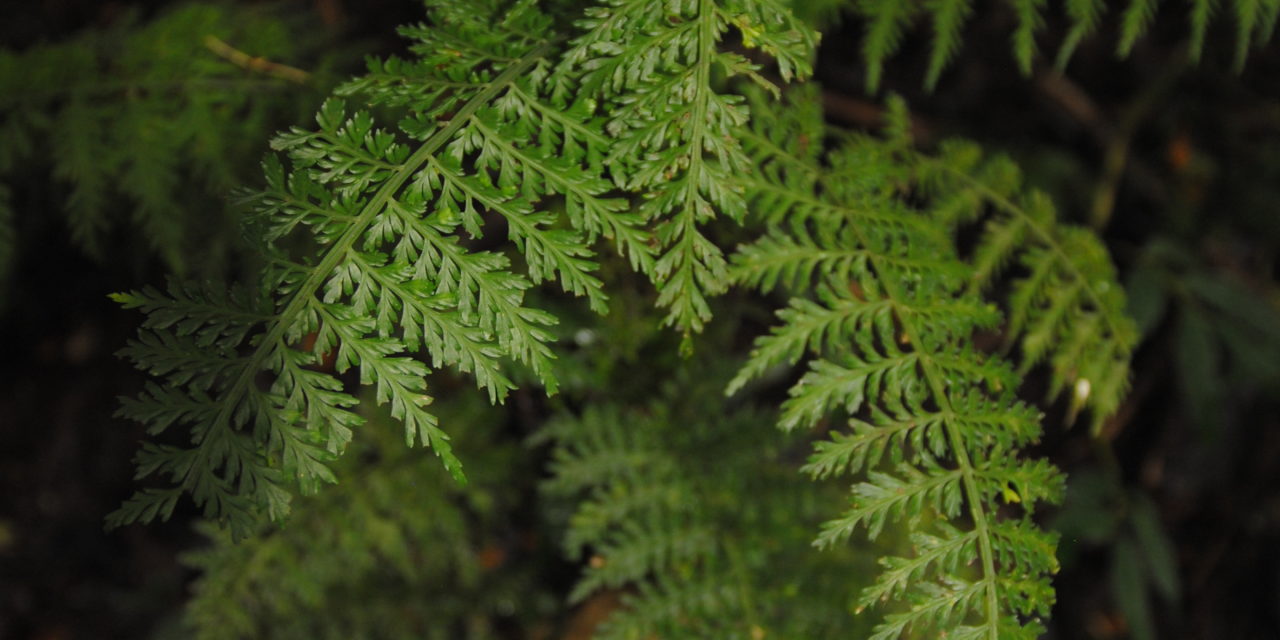 Asplenium scandens