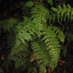 Asplenium scandens