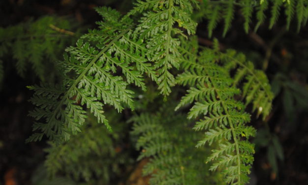 Asplenium scandens