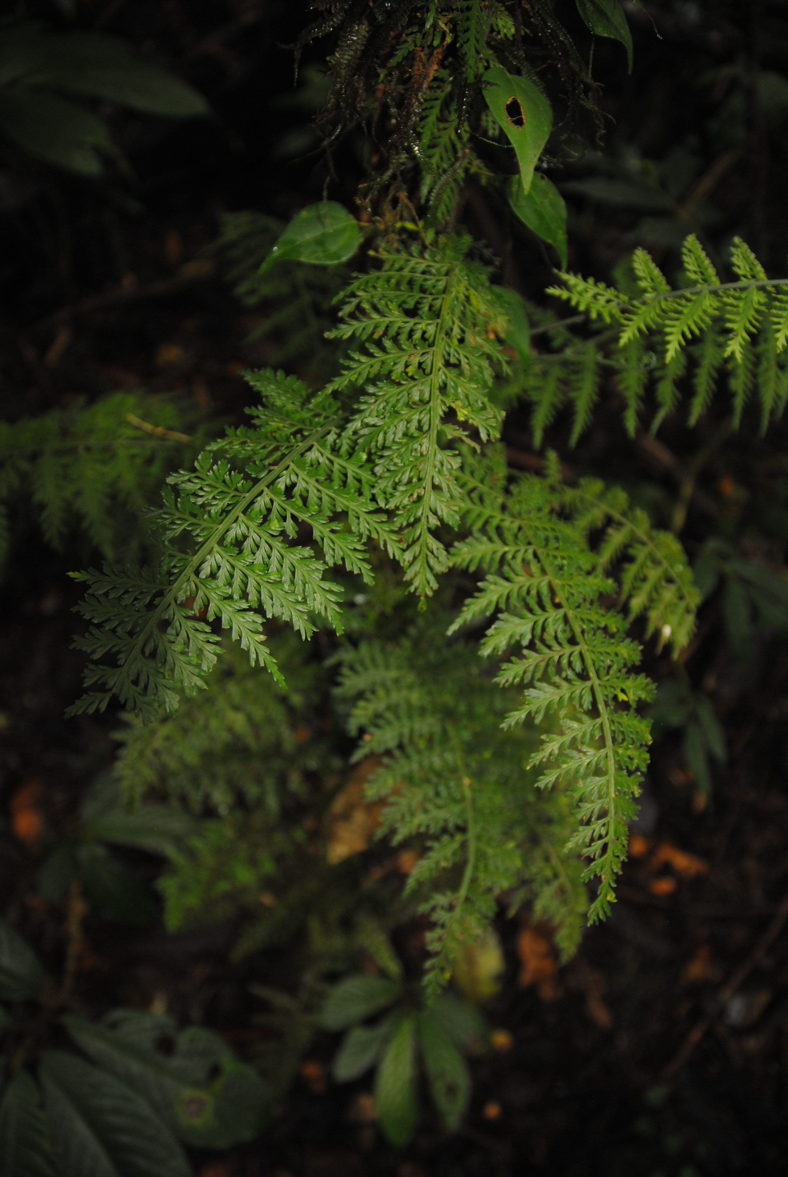 Asplenium scandens