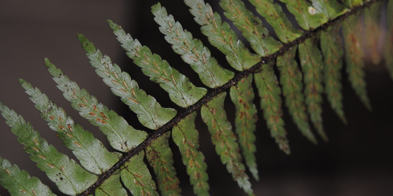 Asplenium pellucidum