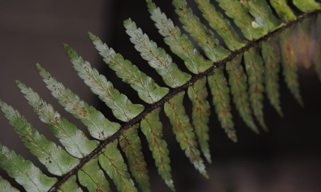 Asplenium pellucidum