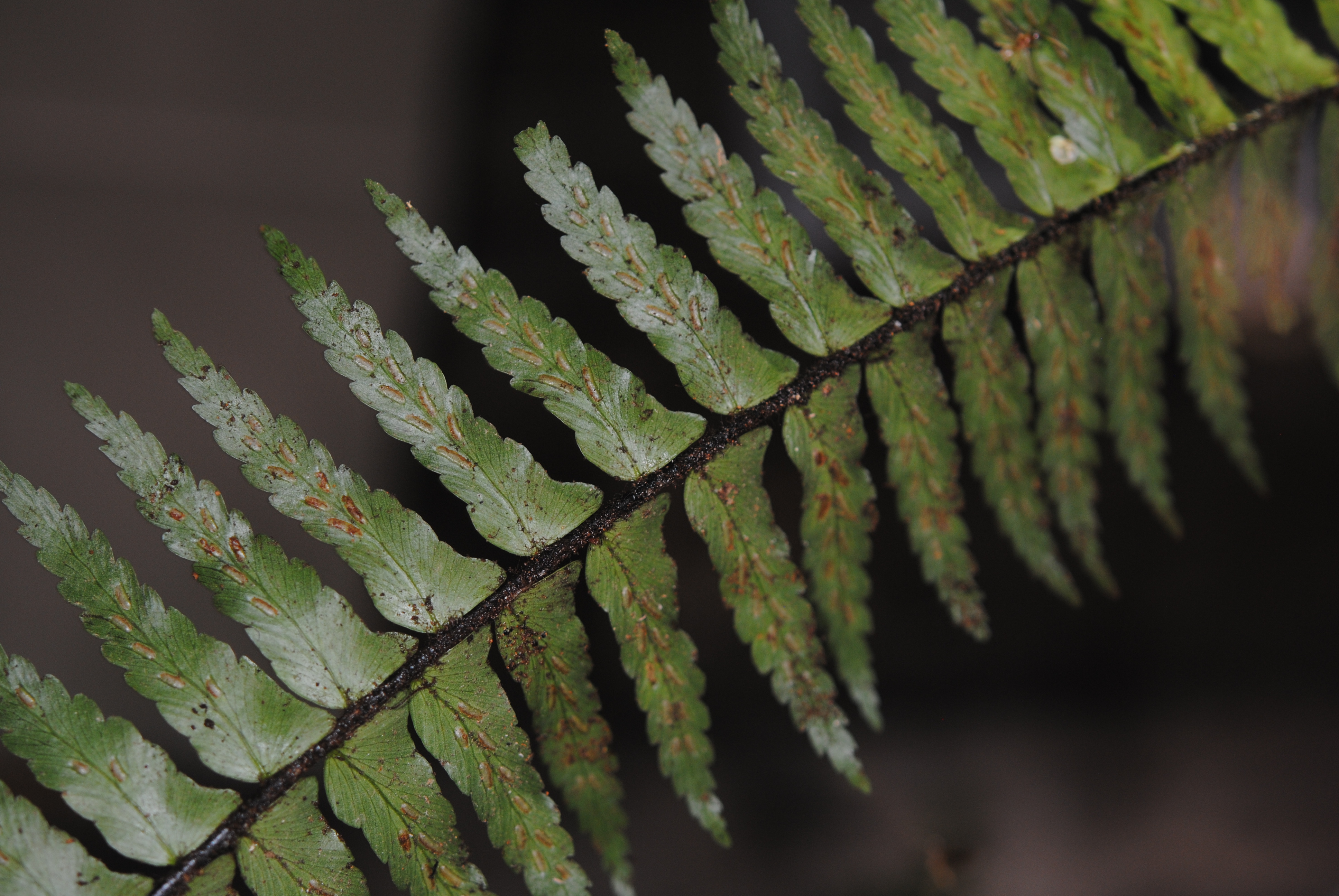 Asplenium pellucidum