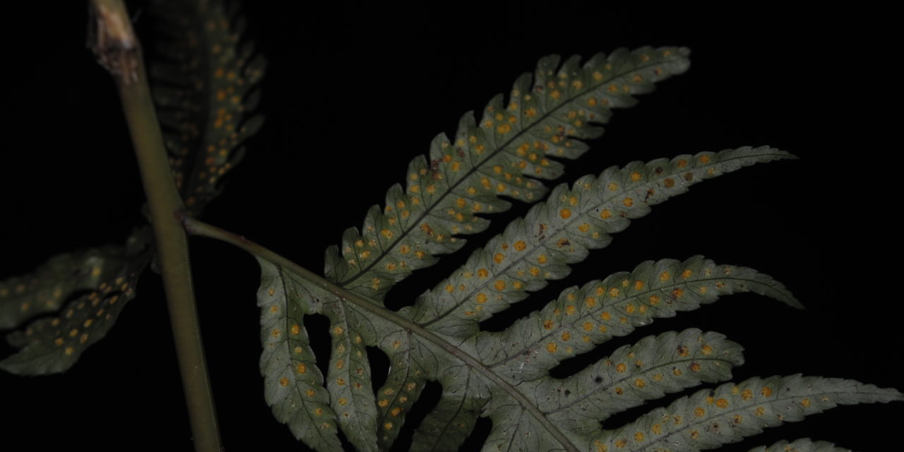 Pteridrys microthecia