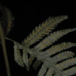 Pteridrys microthecia